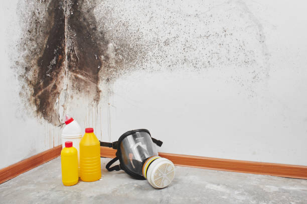 Professional Mold Removal in Imperial, MO