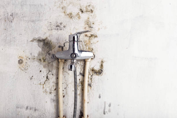 Mold Removal and Inspection in Imperial, MO